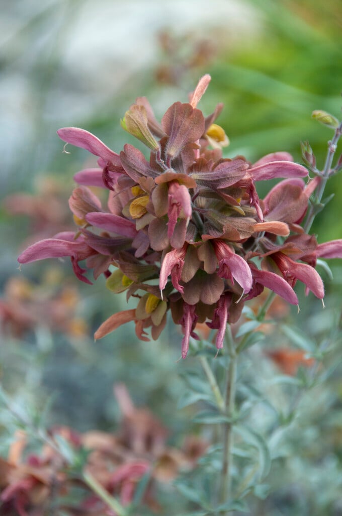<i>Salvia</i> <i>lanceolata</i>