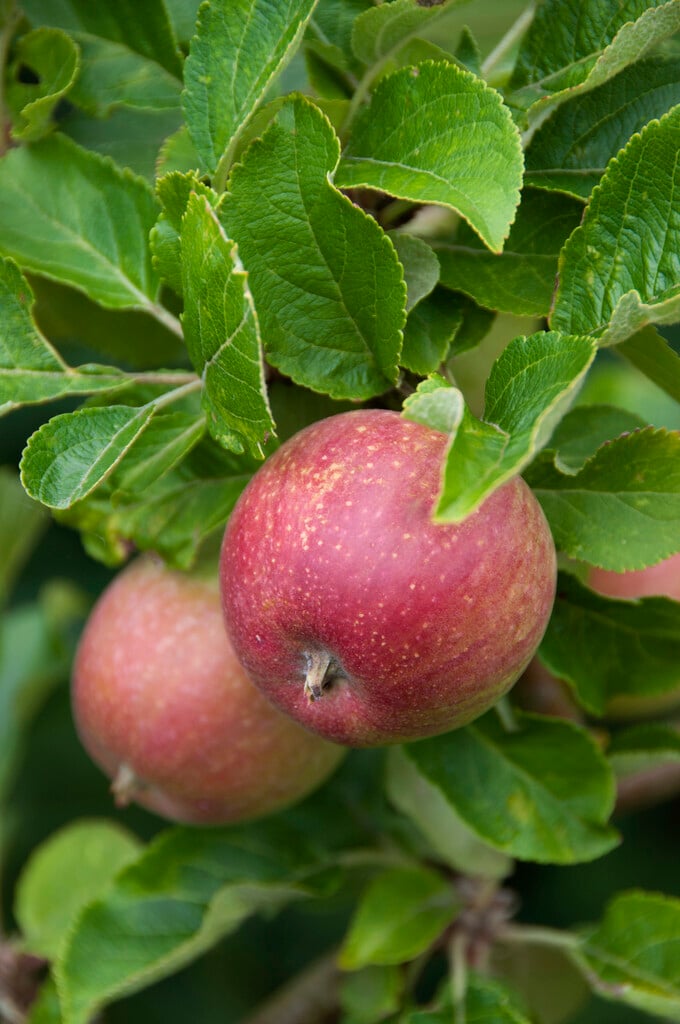 apple 'Red Windsor'