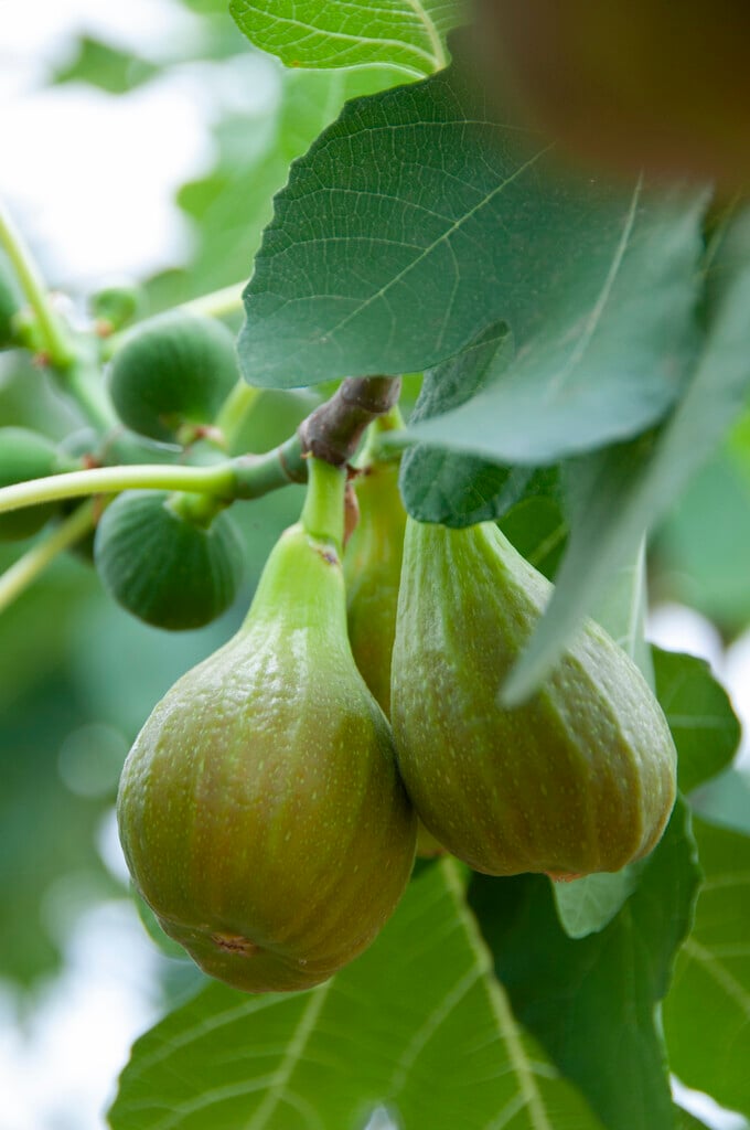 fig 'White Ischia'