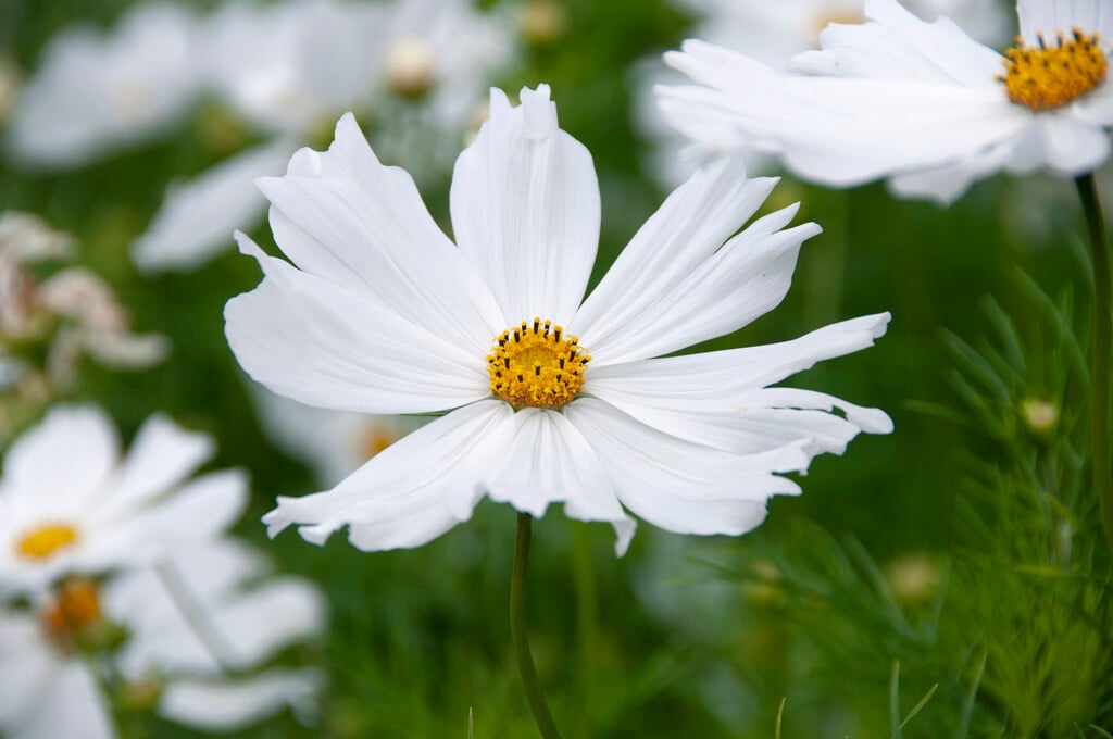 cosmea 'Purity'