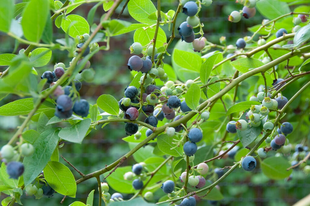 blueberry 'Coville'
