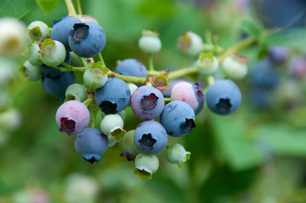 Vaccinium corymbosum &Coville& (F) | blueberry &Coville& Fruit Edible ...