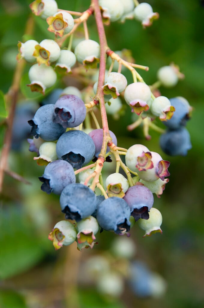 blueberry 'Patriot'