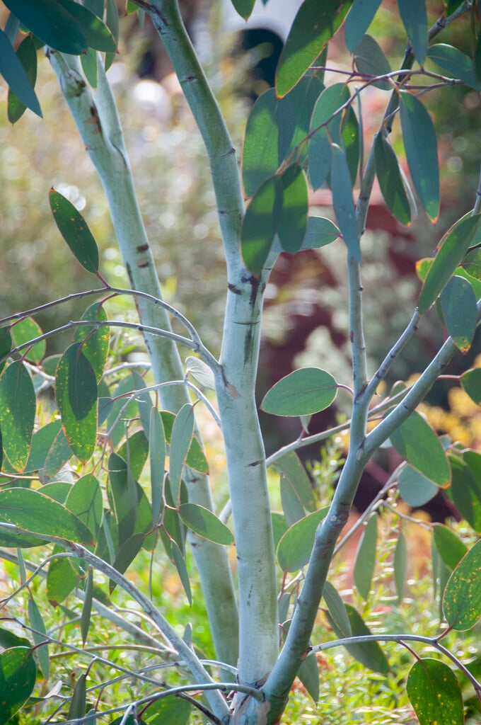 <em>Eucalyptus</em> <em>gunnii</em> 'Blue Ice'