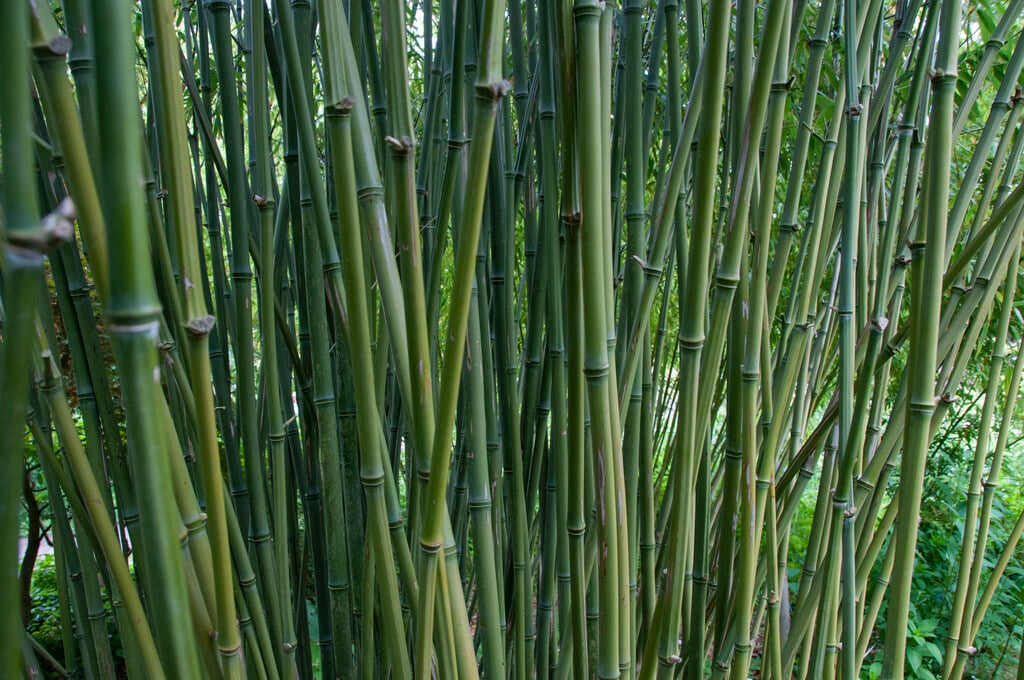 <i>Phyllostachys</i> <i>humilis</i>