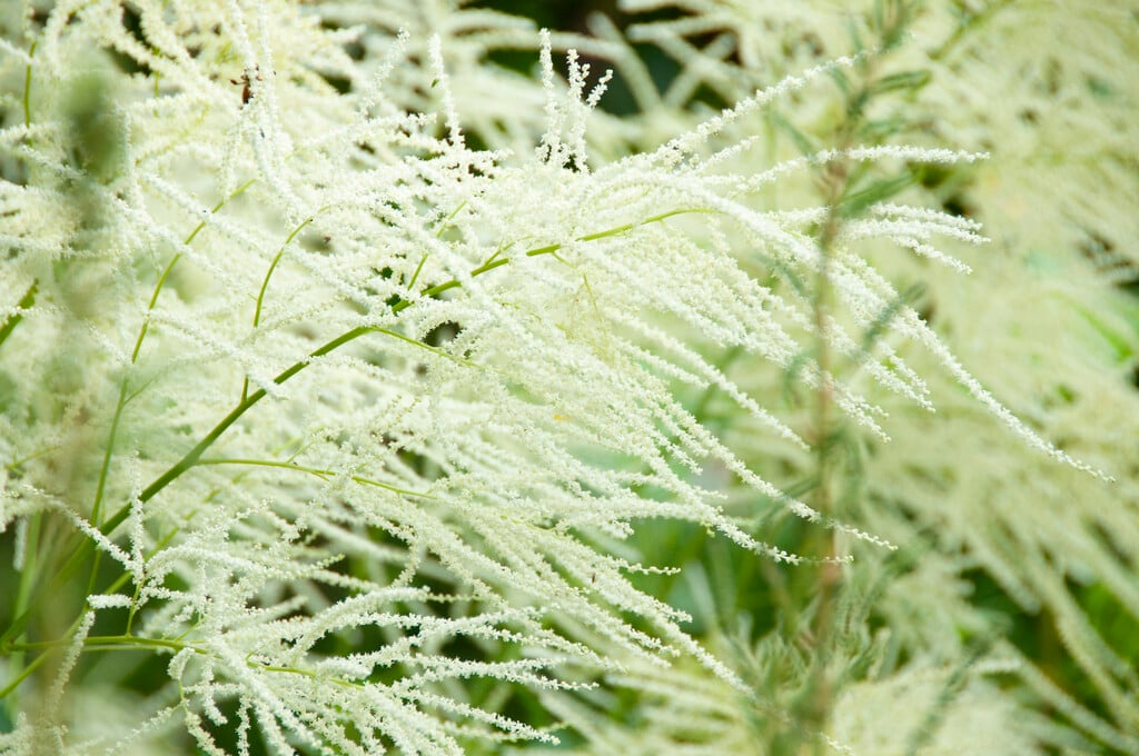 <i>Aruncus</i> <i>dioicus</i> (f)
