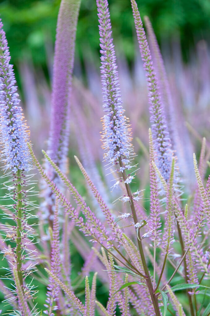 Culver's root