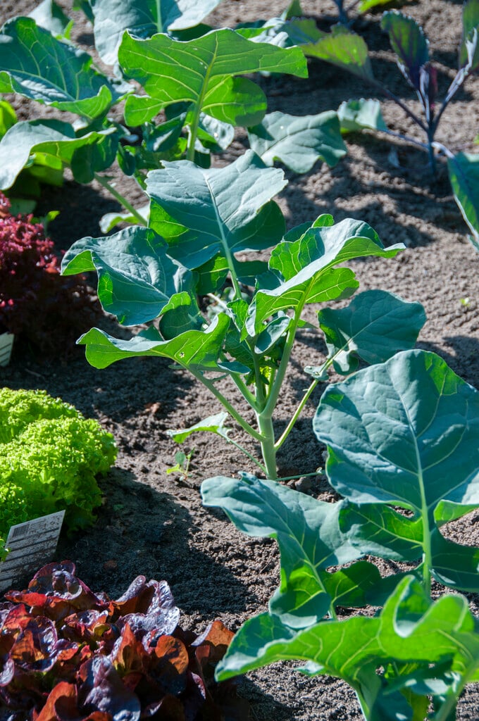 wild cabbage