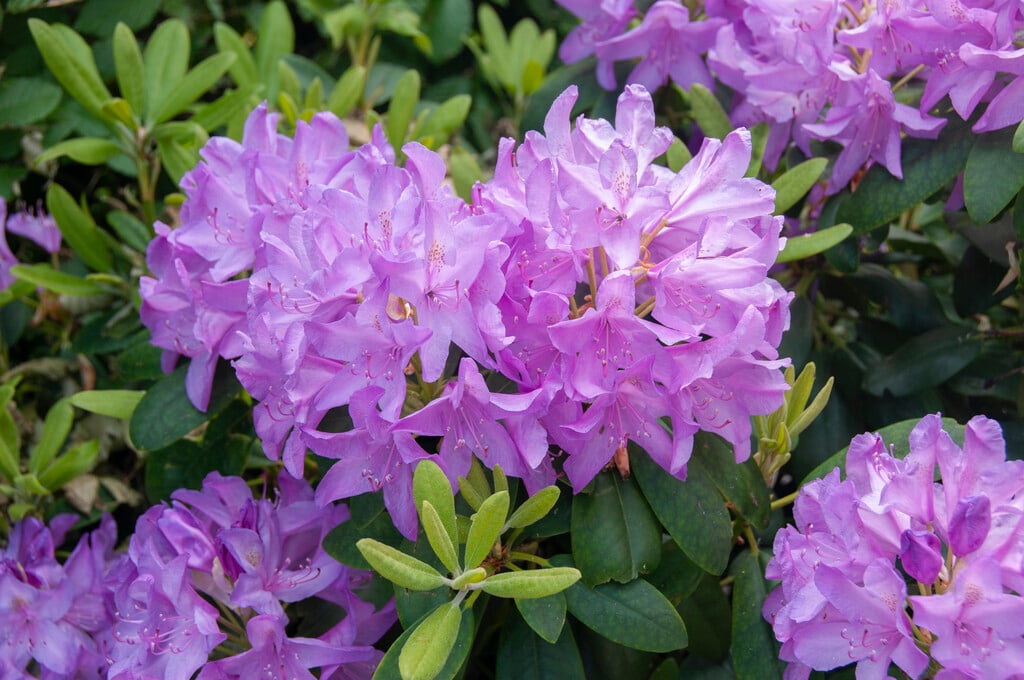 rhododendron 'Catawbiense Boursault'