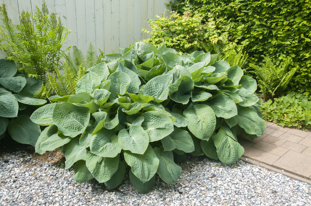 giant blue hosta