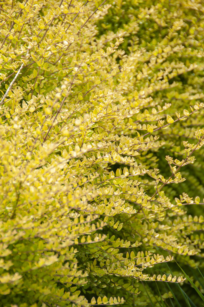 honeysuckle 'Baggesen's Gold'