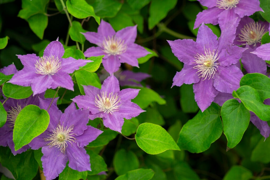 clematis [Bijou]