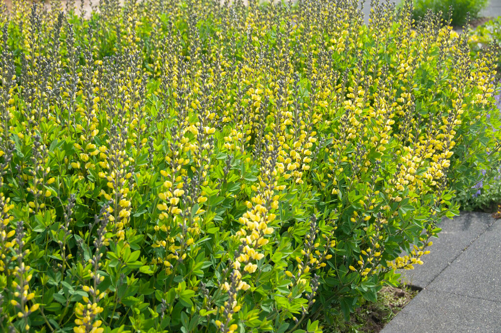 false indigo 'Lemon Meringue'
