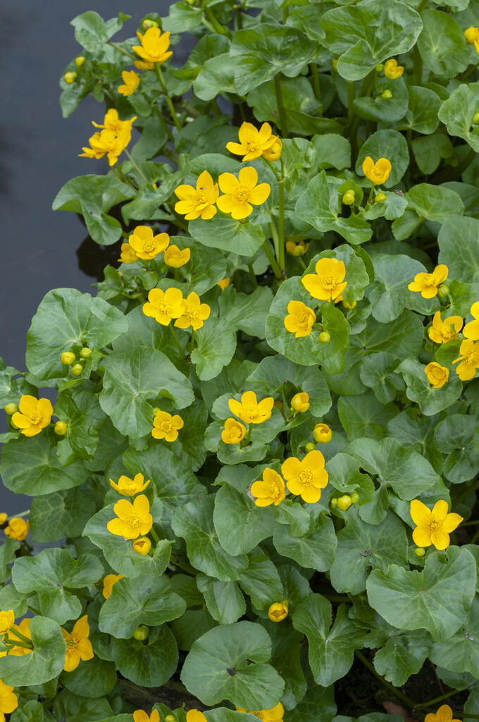 marsh marigold