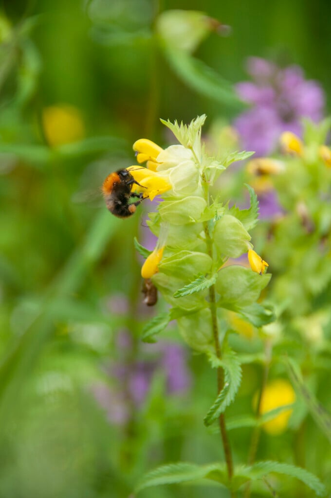greater yellow rattle
