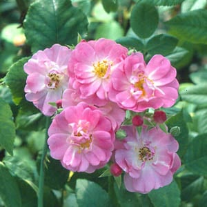 rose 'Evangeline'