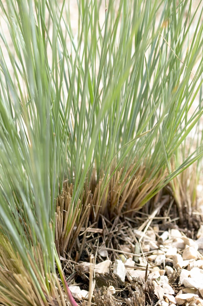 marram grass