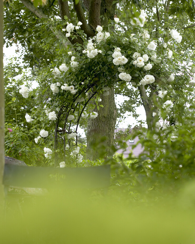 white rose of York