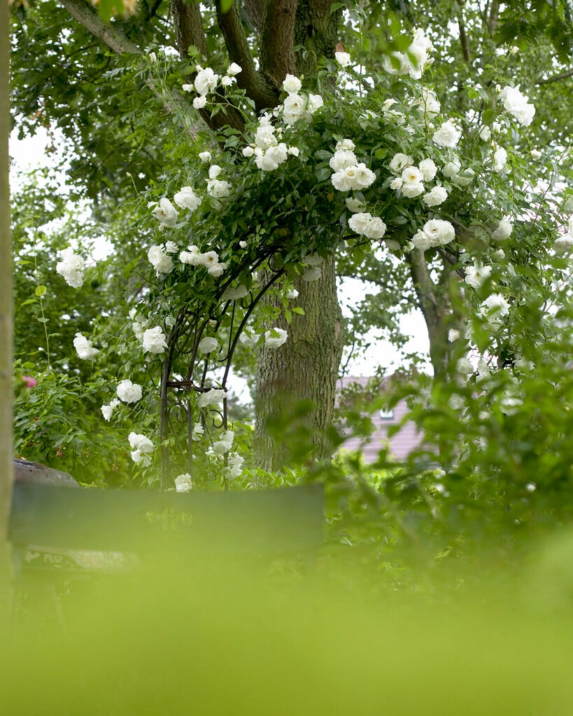 white rose of York