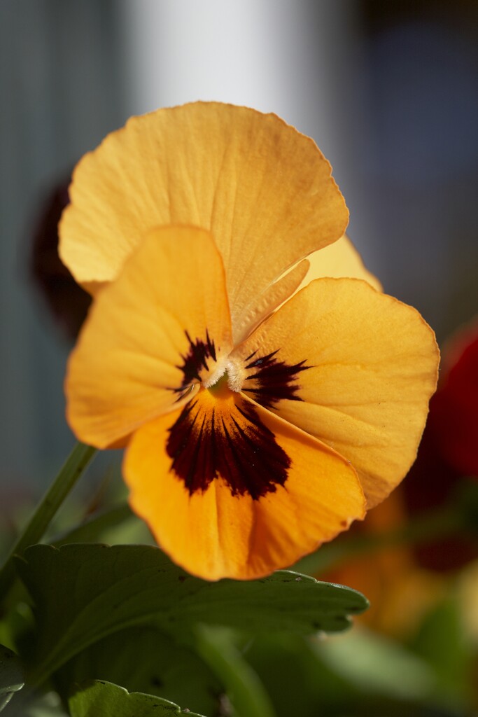 <i>Viola</i> 'Orange' (Vt)
