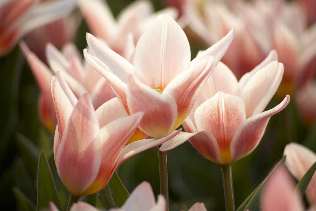 Greig's tulip