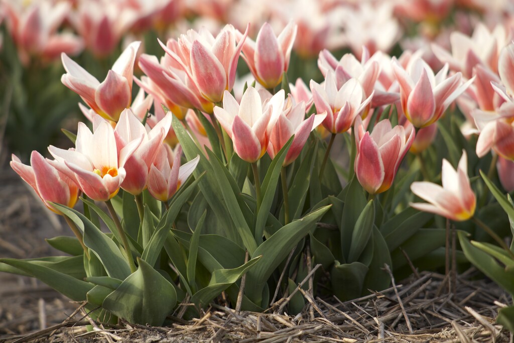 Greig's tulip