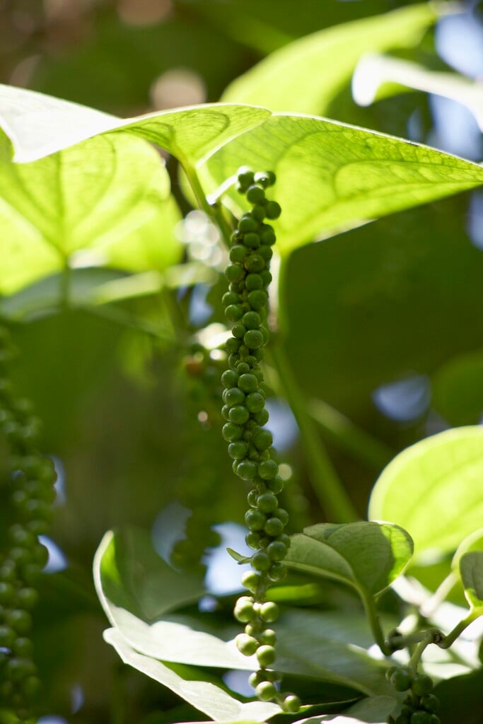 black pepper