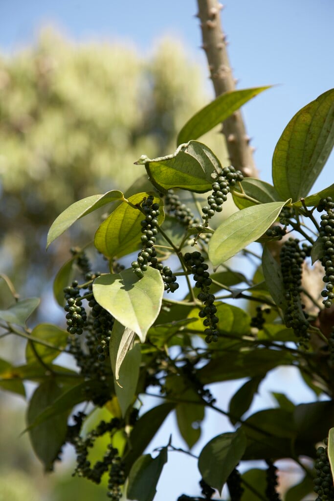 black pepper