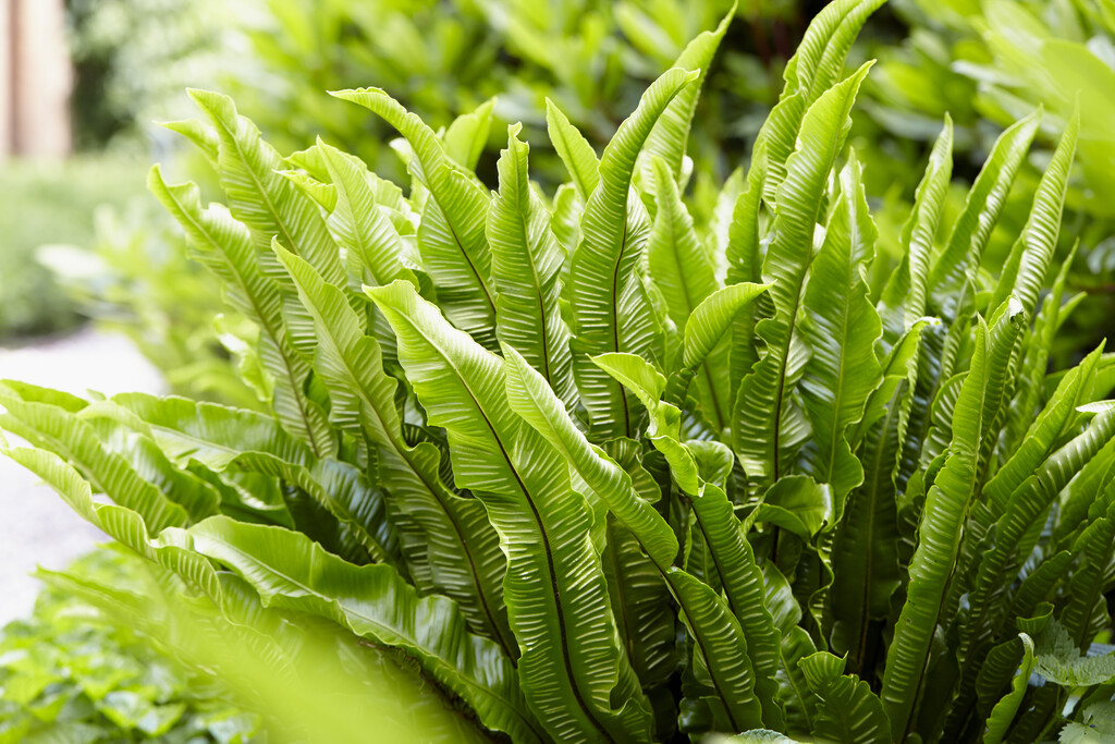 hart's tongue fern