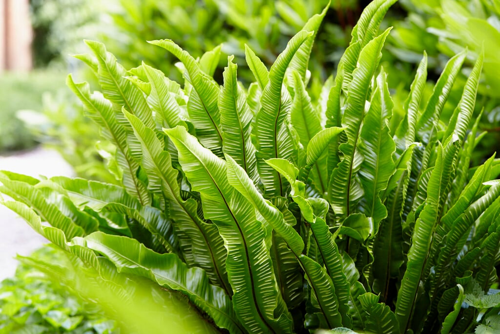 hart's tongue fern