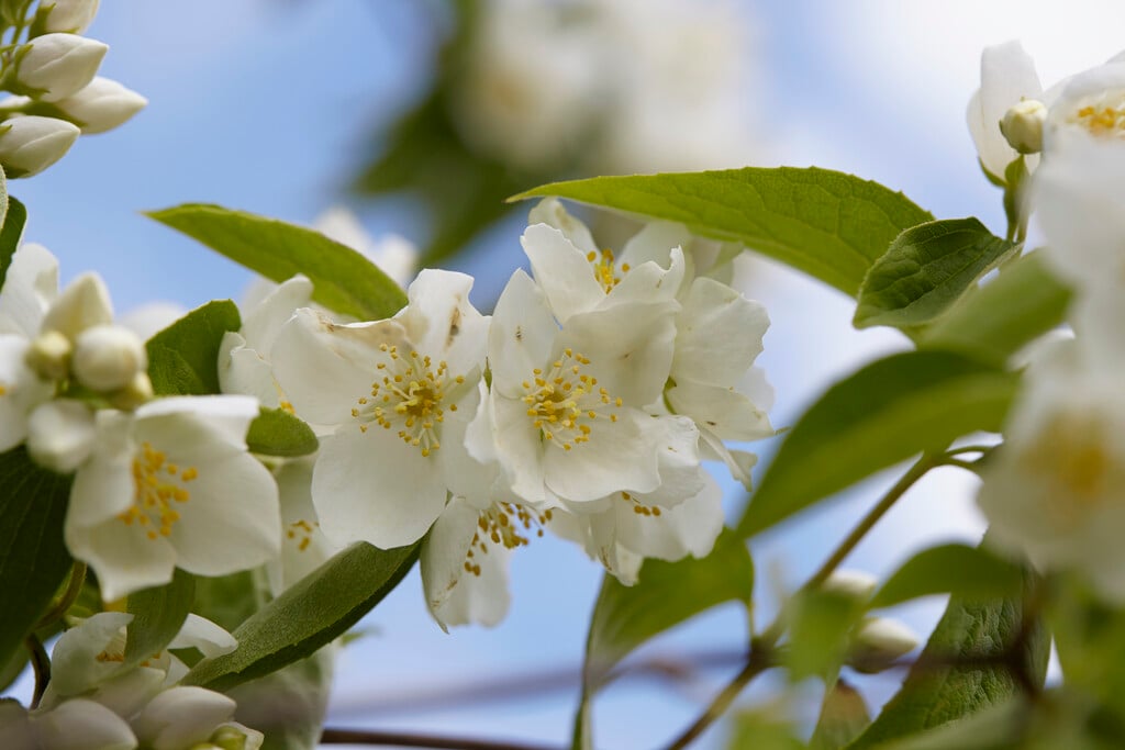 broad-leaved mock orange