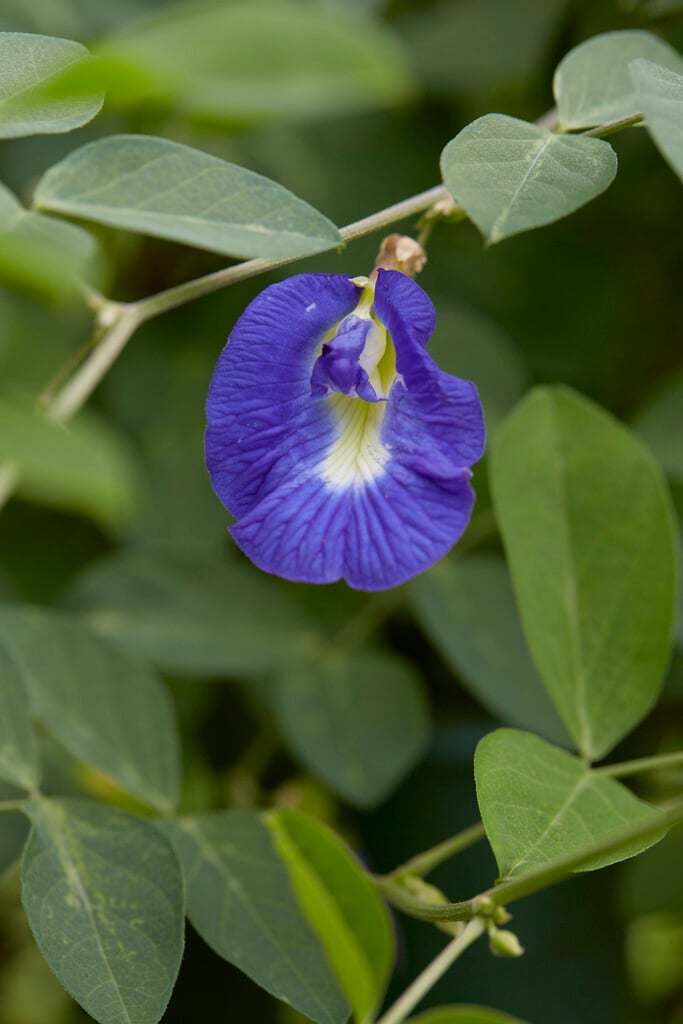 blue pea
