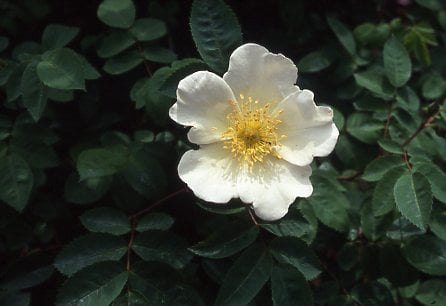 rose 'Frühlingsanfang'