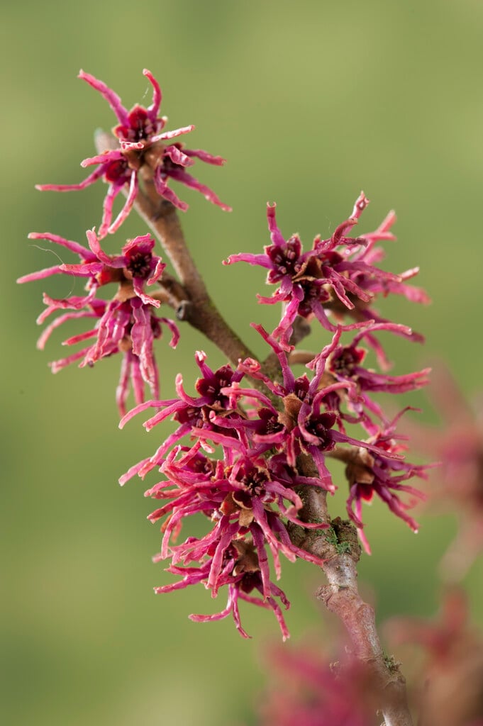 witch hazel 'Amethyst'