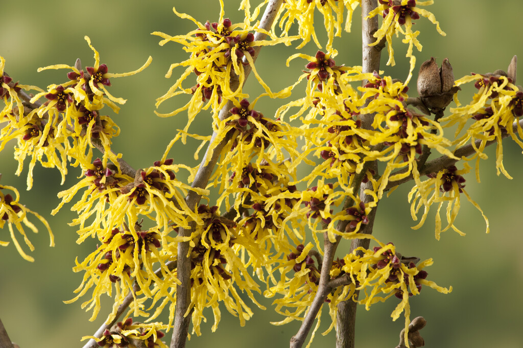 Hamamelis Intermedia Arnold Promise Witch Hazel Arnold Promise Hamamelis Intermedia Arnold Promise Witch Hazel Arnold Promise