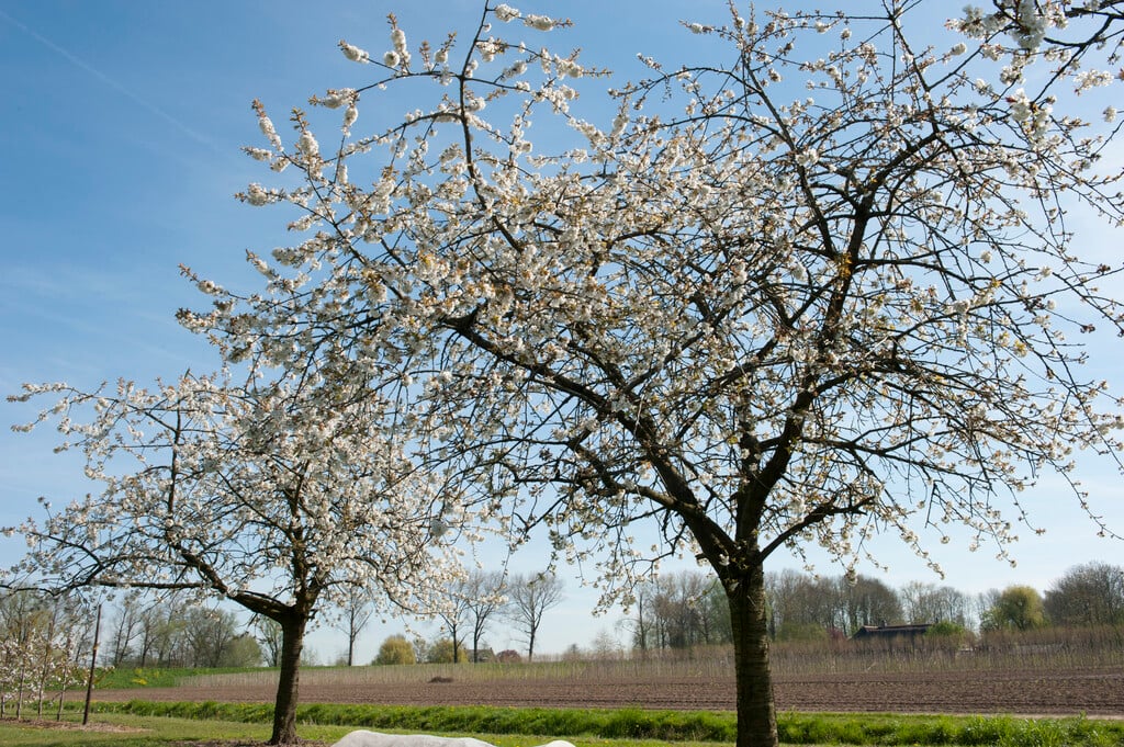 <i>Prunus</i> <i>avium</i> 'Vanda' (F)