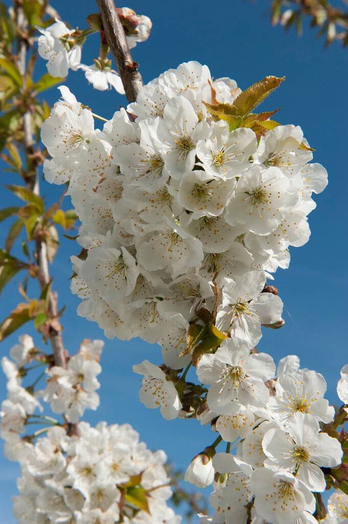 <i>Prunus</i> <i>avium</i> 'Vanda' (F)