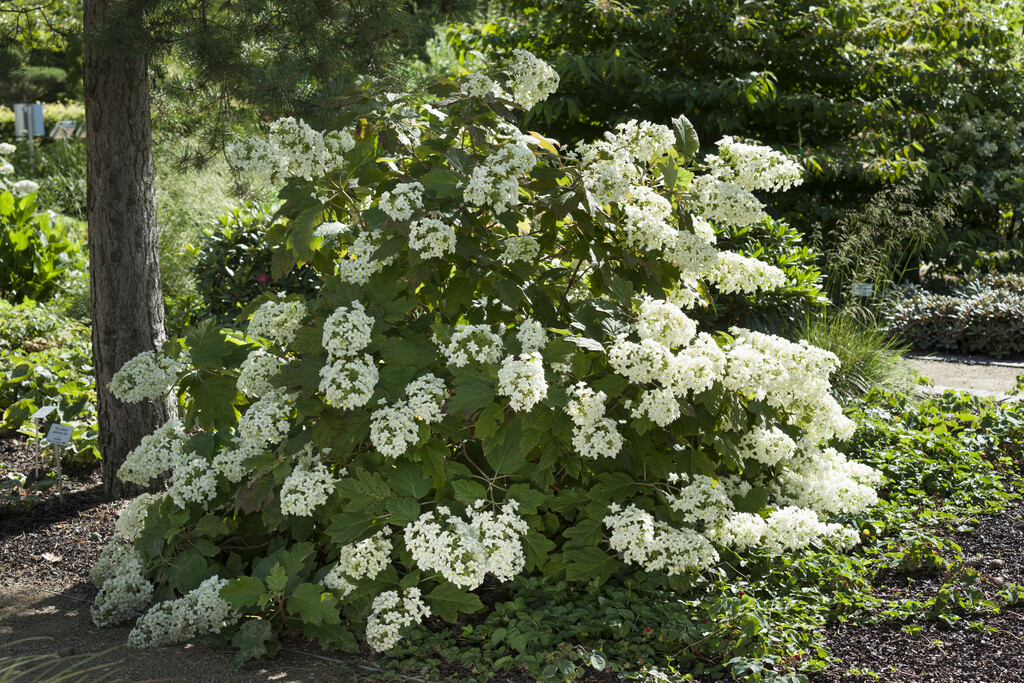 oak-leaved hydrangea