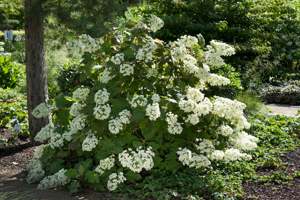 oak-leaved hydrangea