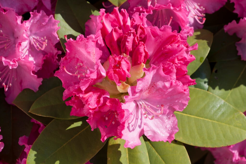 rhododendron 'Germania'
