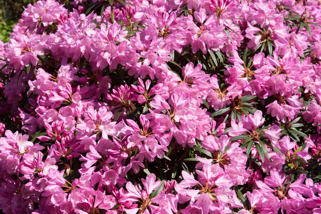 Rhododendron 'Graziella'|rhododendron 'Graziella'/RHS Gardening