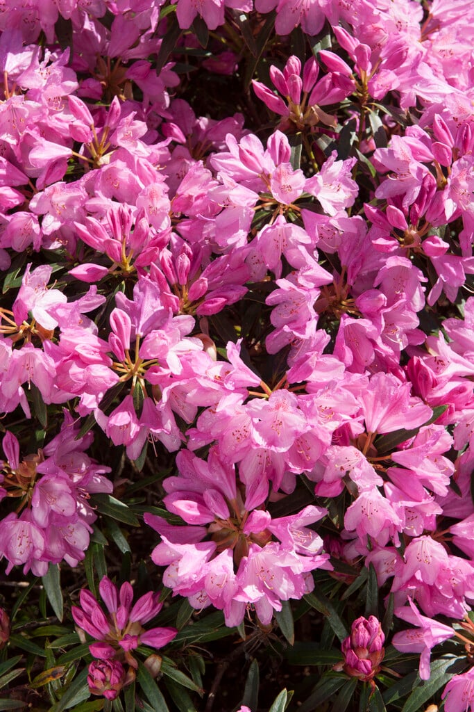 rhododendron 'Graziella'
