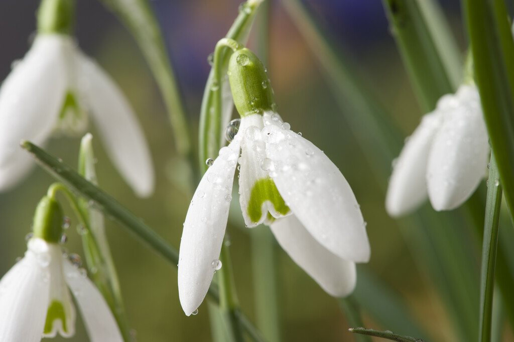 greater snowdrop
