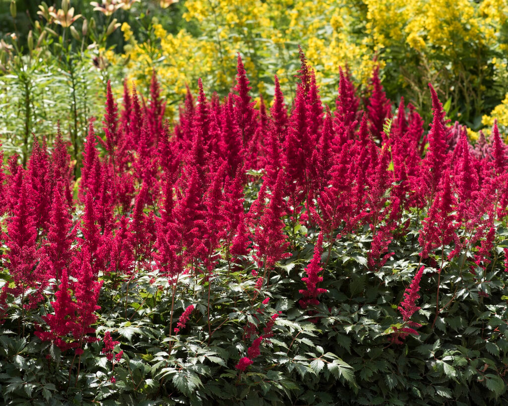 Chinese astilbe 'Finale'