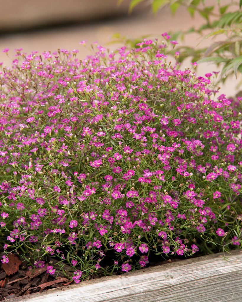 <em>Psammophiliella</em> <em>muralis</em> 'Gypsy Deep Rose'
