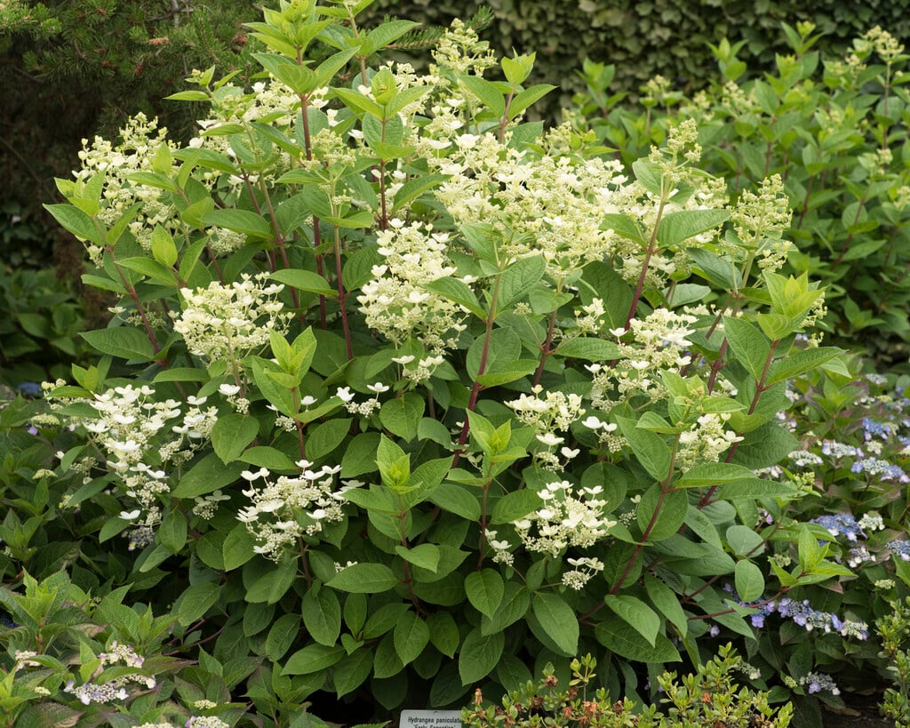 hydrangea [Early Sensation]