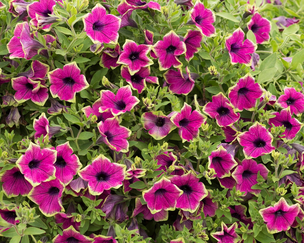 petunia [Designer Buzz Purple]