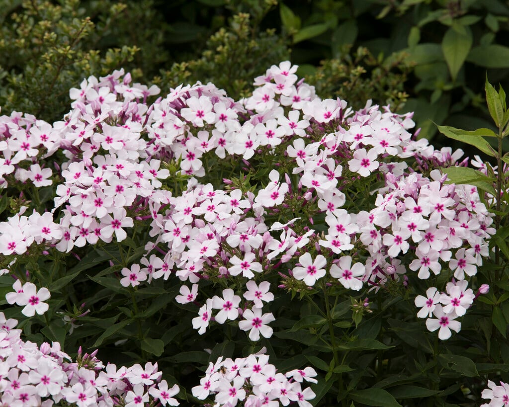 phlox [White Eye Flame]