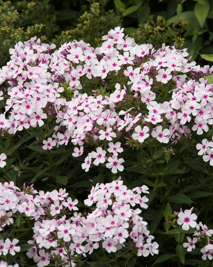 phlox [White Eye Flame]