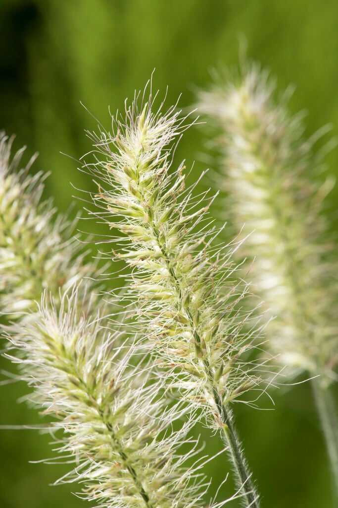 Chinese fountain grass 'Little Bunny'